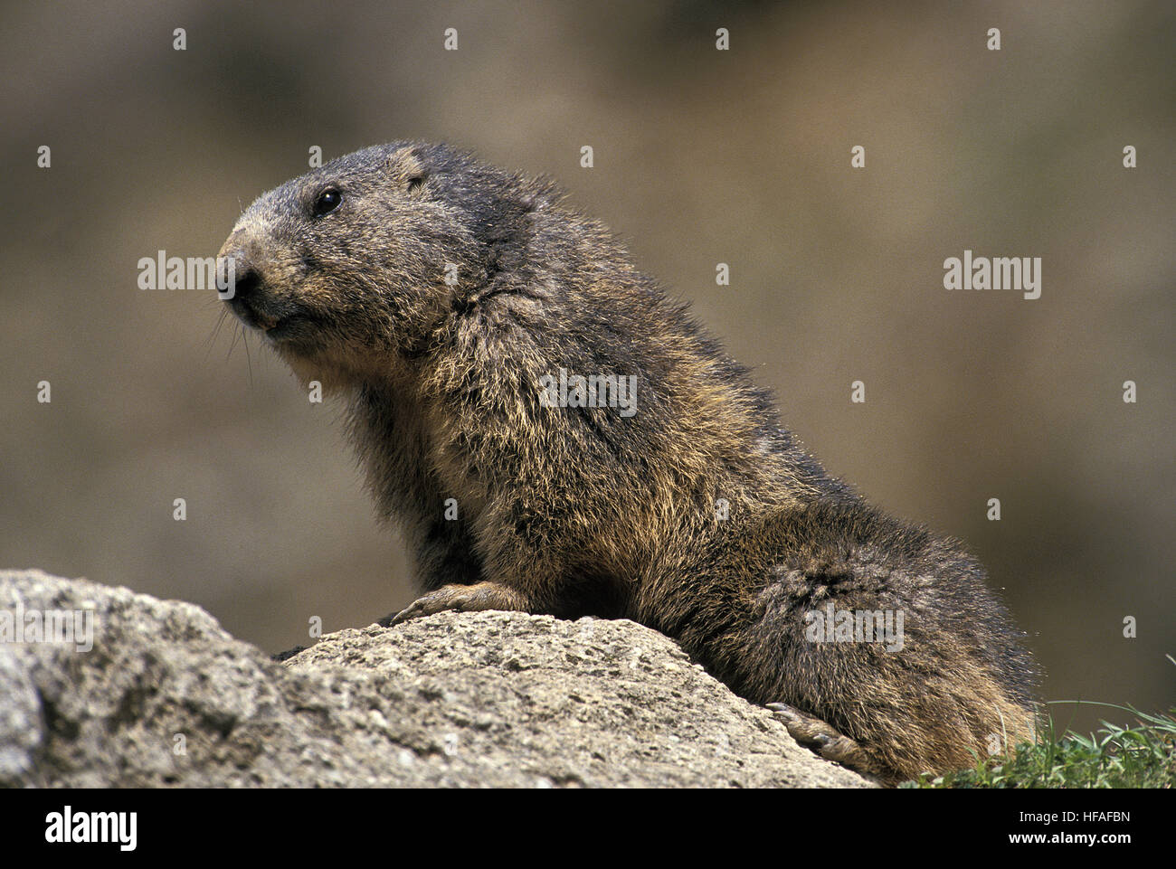 La marmotta alpina, Marmota marmota, adulti in piedi sulle rocce, Alpi nel Sud Est della Francia Foto Stock
