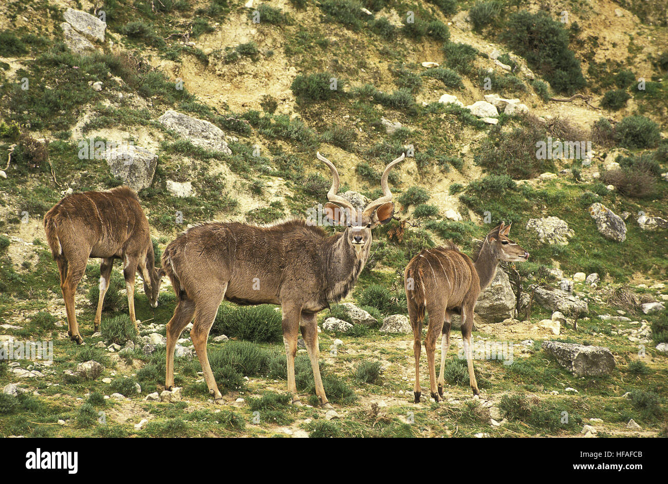 Maggiore Kudu, tragelaphus strepsiceros, maschi e femmine, Kenya Foto Stock