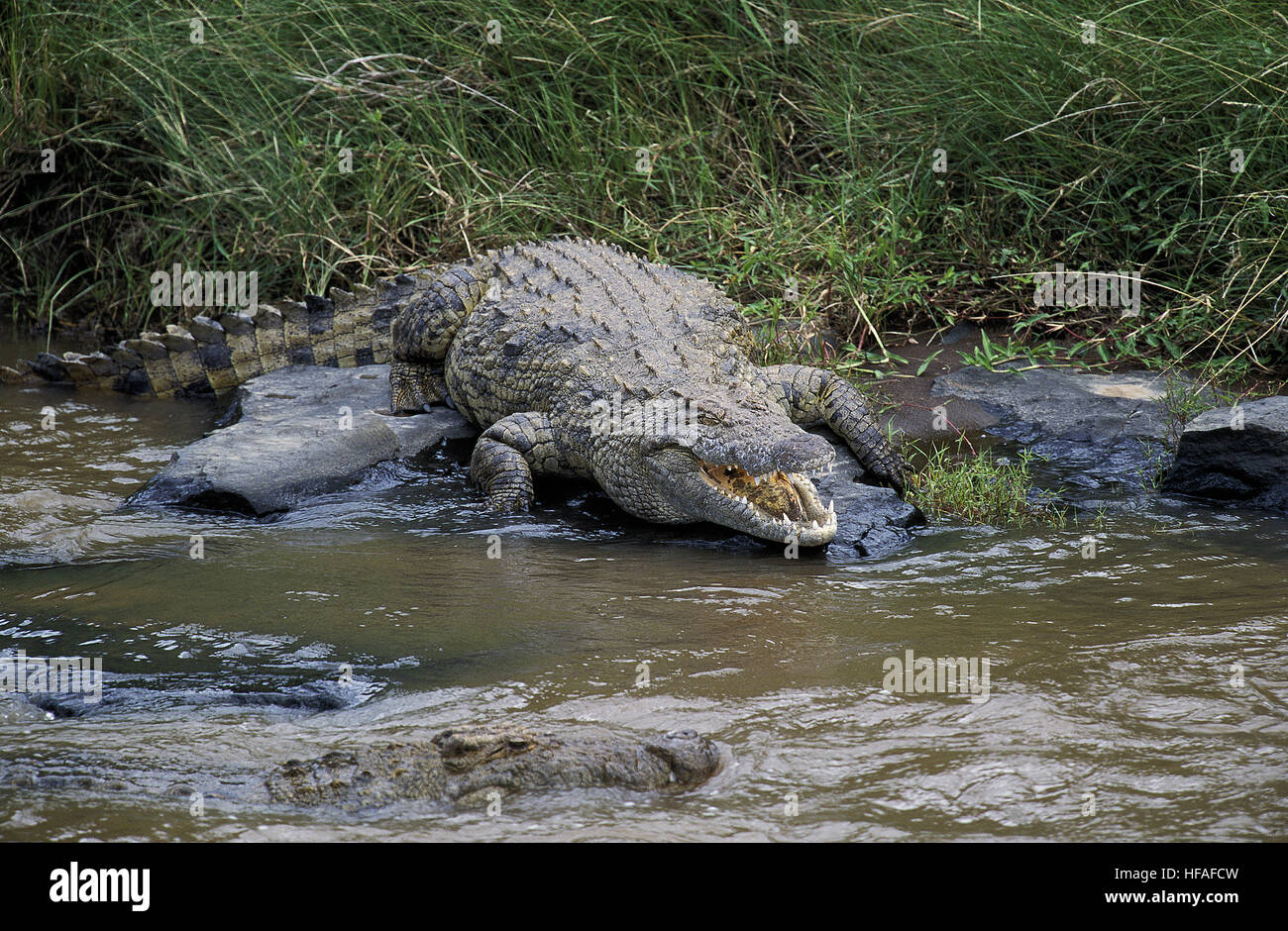 Coccodrillo del Nilo, Crocodylus niloticus, in piedi vicino al fiume, il Masai Mara Park in Kenya Foto Stock