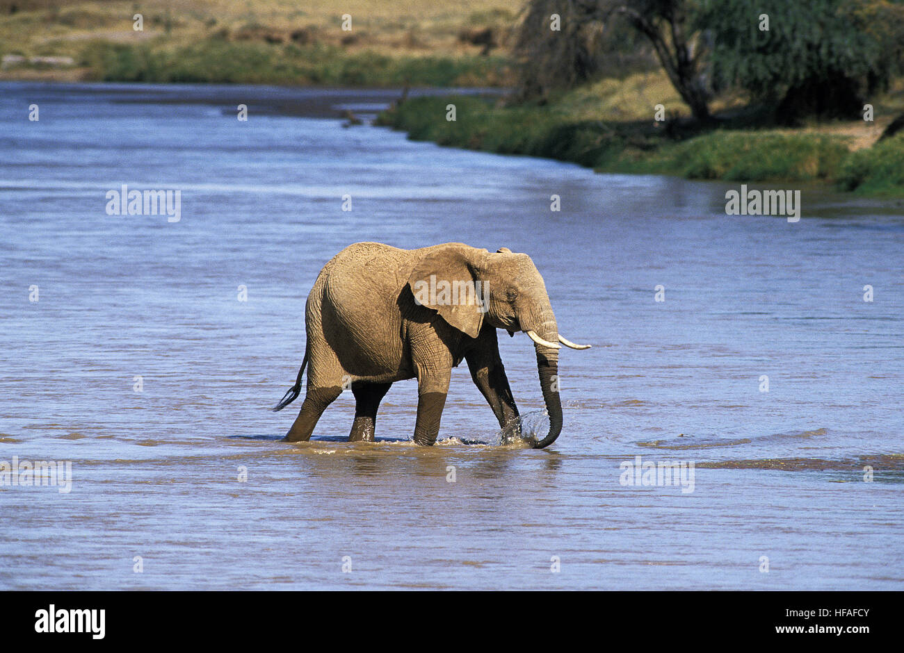 Elefante africano Loxodonta africana, Adulti Varcando il fiume, Samburu park in Kenya Foto Stock