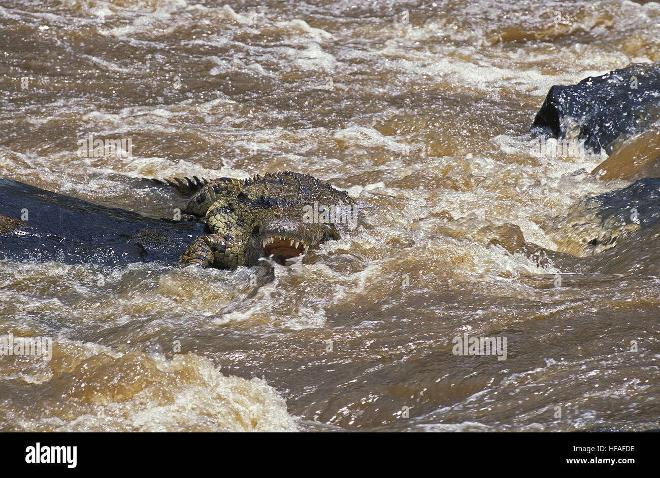 Coccodrillo del Nilo, Crocodylus niloticus, in piedi nel fiume, il Masai Mara Park in Kenya Foto Stock