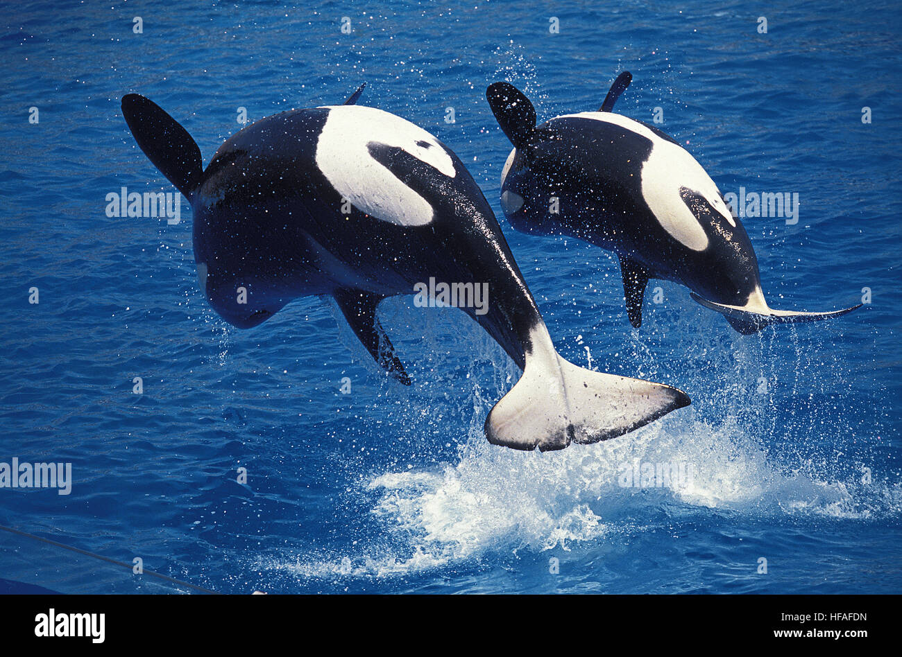 Killer Whale, orcinus orca, Madre e sfondamento di vitello Foto Stock