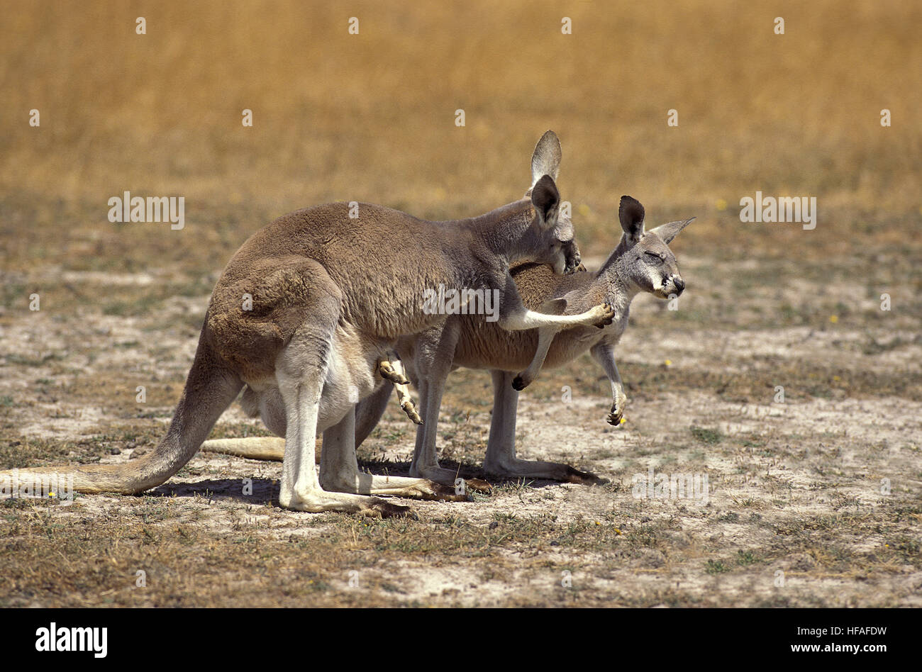 Canguro rosso, macropus rufus, Madre portando Joey nella sua custodia, Australia Foto Stock