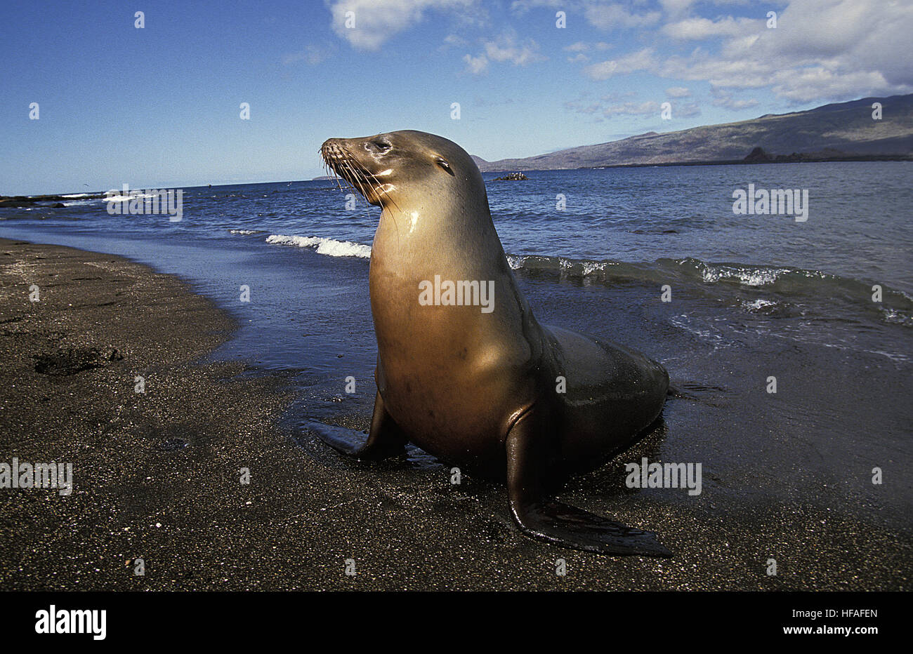 Le Galapagos pelliccia sigillo, arctocephalus galapagoensis, Femmina permanente sulla spiaggia, Isole Galapagos Foto Stock