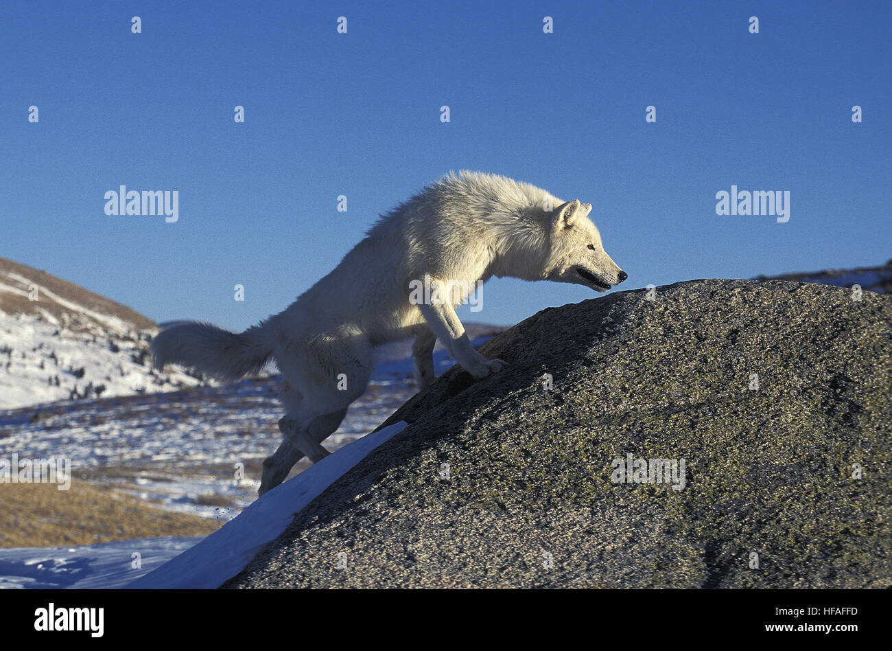 Arctic Wolf, Canis lupus tundrarum, Adulti sulle rocce, Alaska Foto Stock