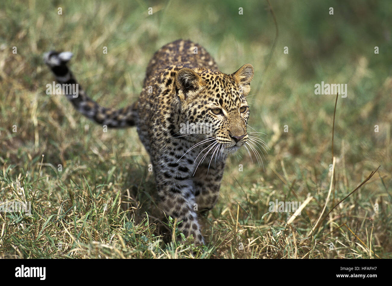 Leopard, panthera pardus, Cub Foto Stock
