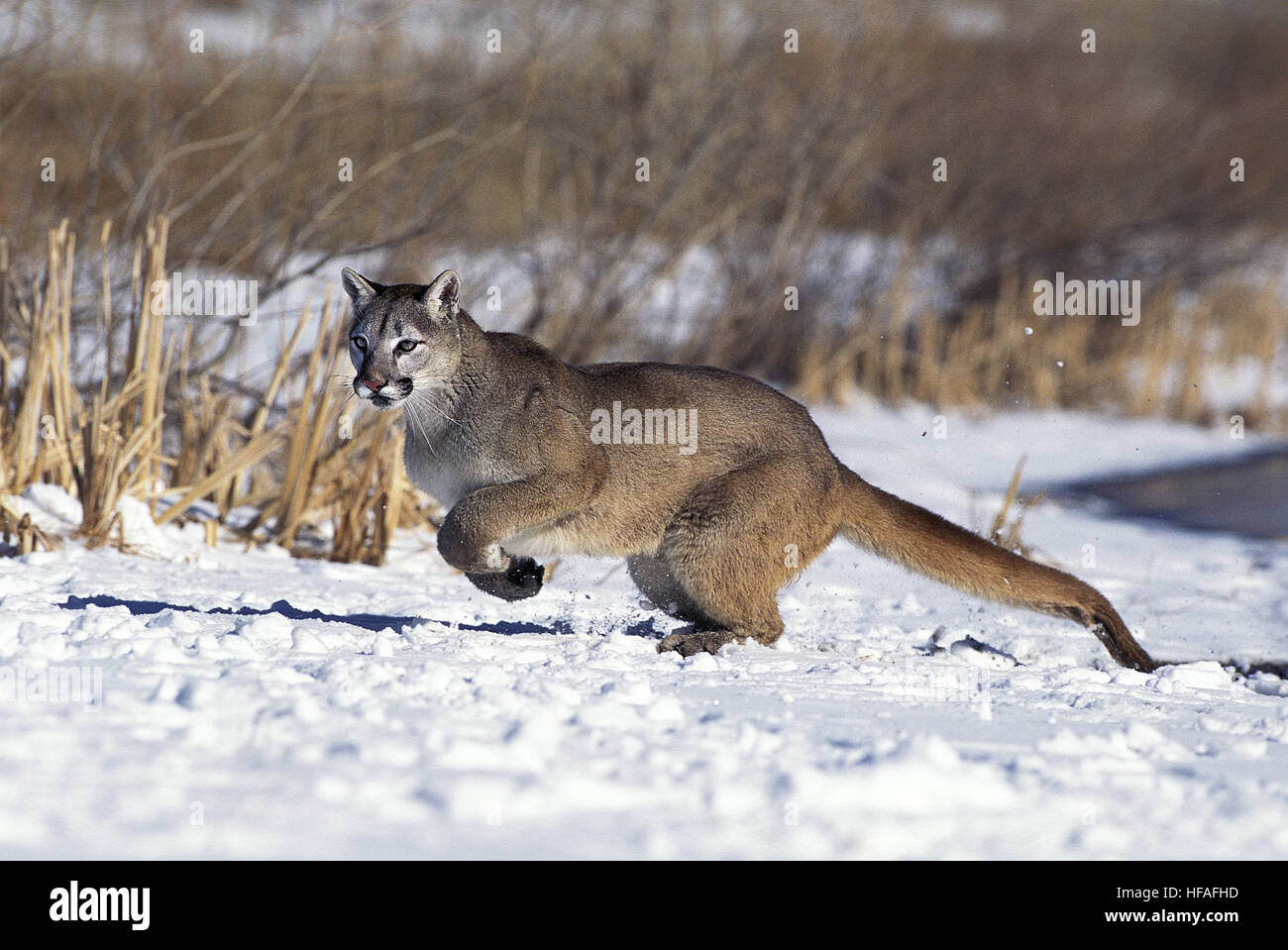 Cougar, Puma concolor, adulti in esecuzione sulla neve, Montana Foto Stock