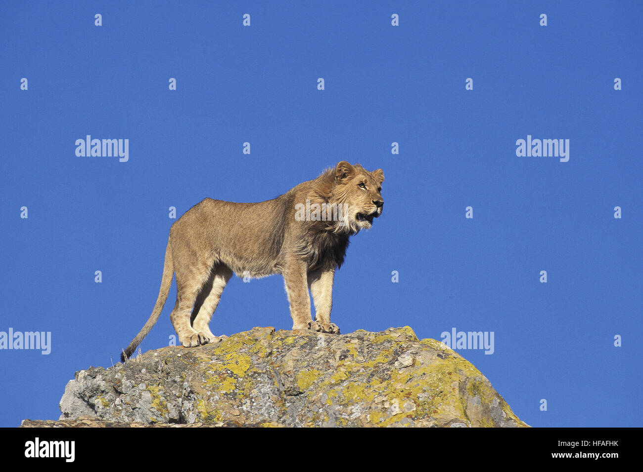 Leone africano, panthera leo, giovane maschio in piedi sulla roccia Foto Stock