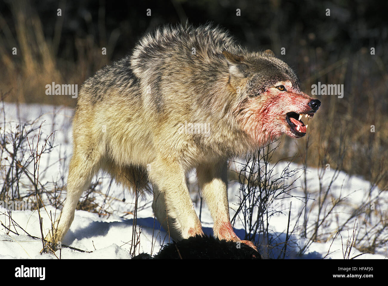Nord americana Lupo grigio, Canis lupus occidentalis, adulto su un kill, volto insanguinato, Canada Foto Stock