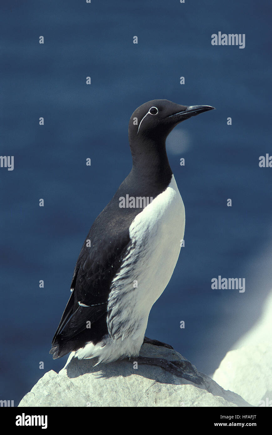 Comune di Guillemot, uria aalge, Scozia Foto Stock