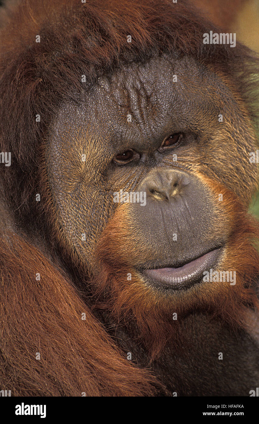 Orang Utan, pongo pygmaeus, ritratto del maschio, Borneo Foto Stock