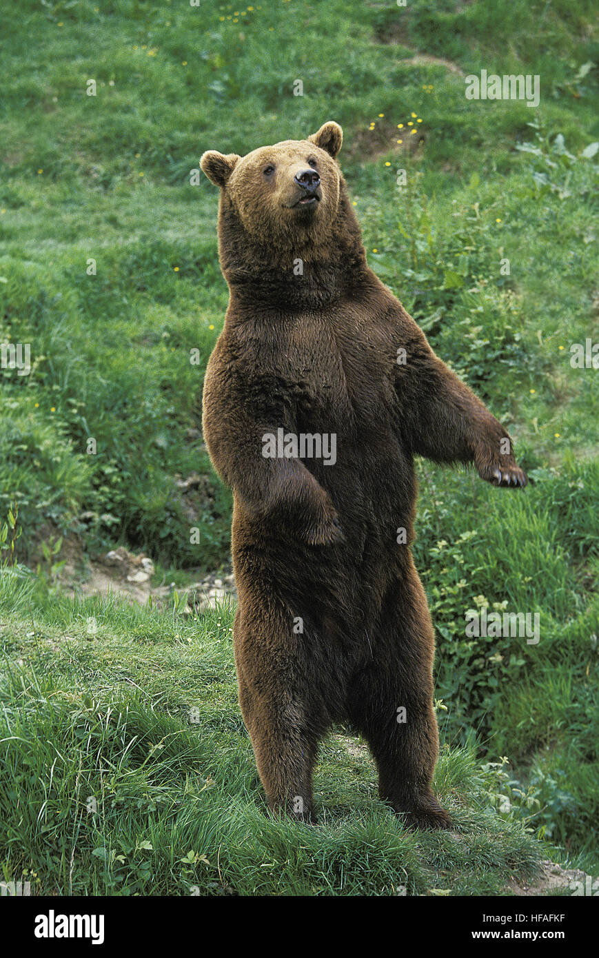 Orso bruno Ursus arctos, adulti in piedi sulle zampe posteriori Foto Stock