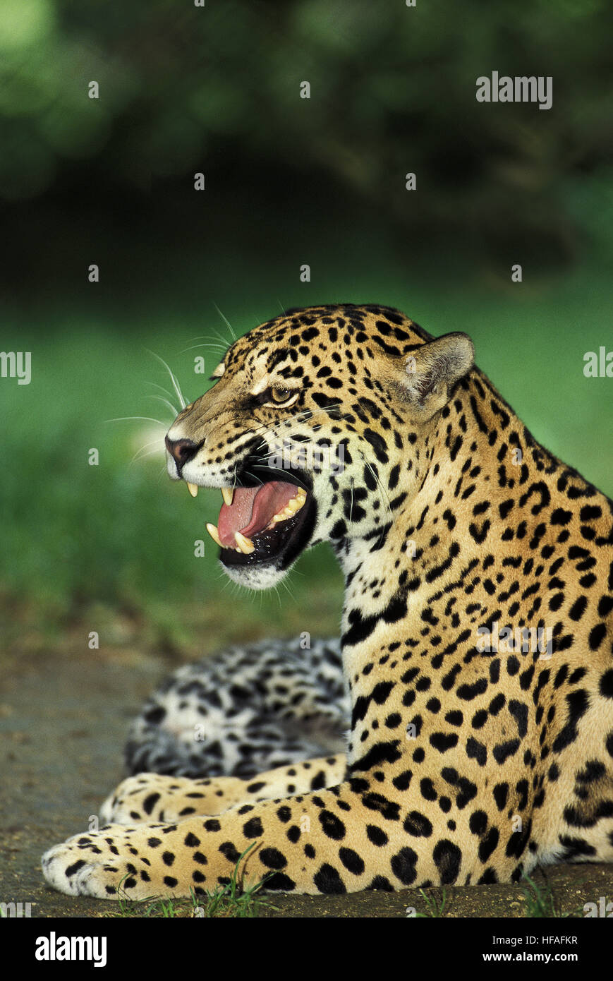 Jaguar, Panthera onca, Femmina ululano Foto Stock