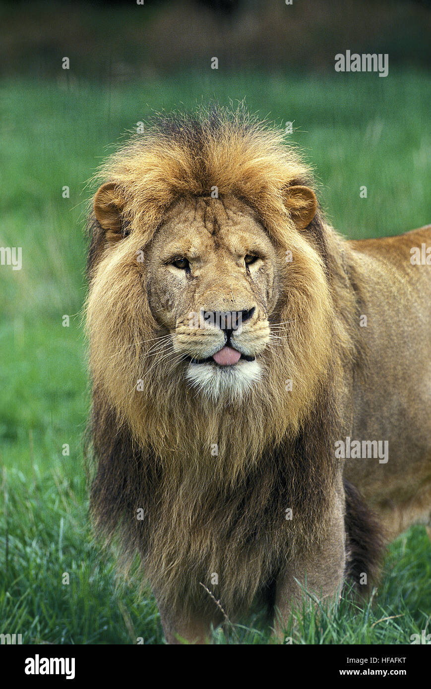 Leone africano, panthera leo, ritratto del maschio con faccia buffa Foto Stock