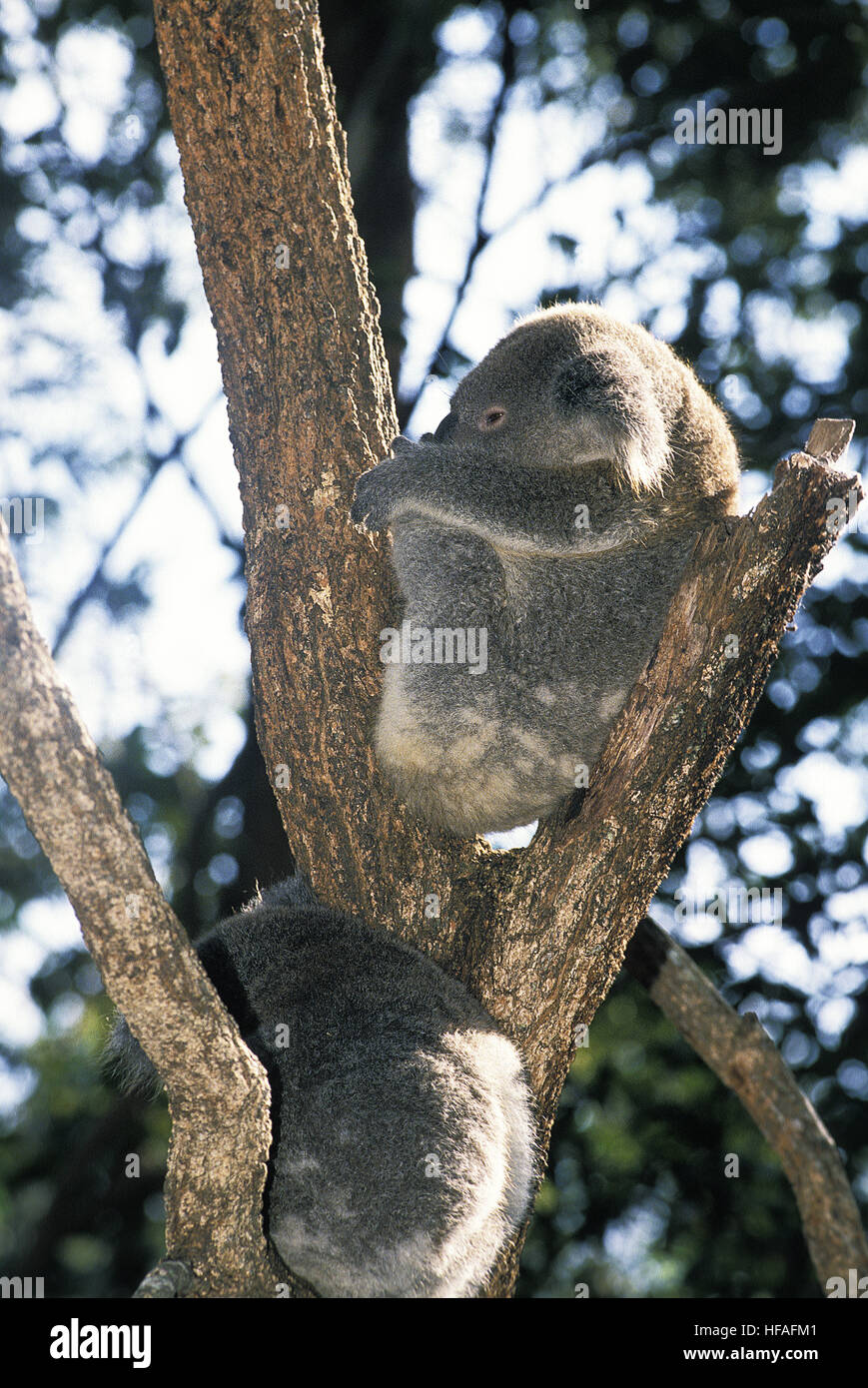 Il Koala, phascolarctos cinereus, adulti dormono Foto Stock
