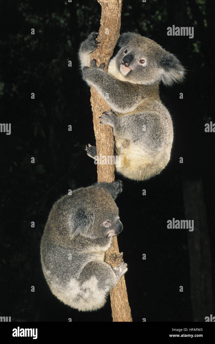 Il Koala, phascolarctos cinereus, appeso dal ramo Foto Stock