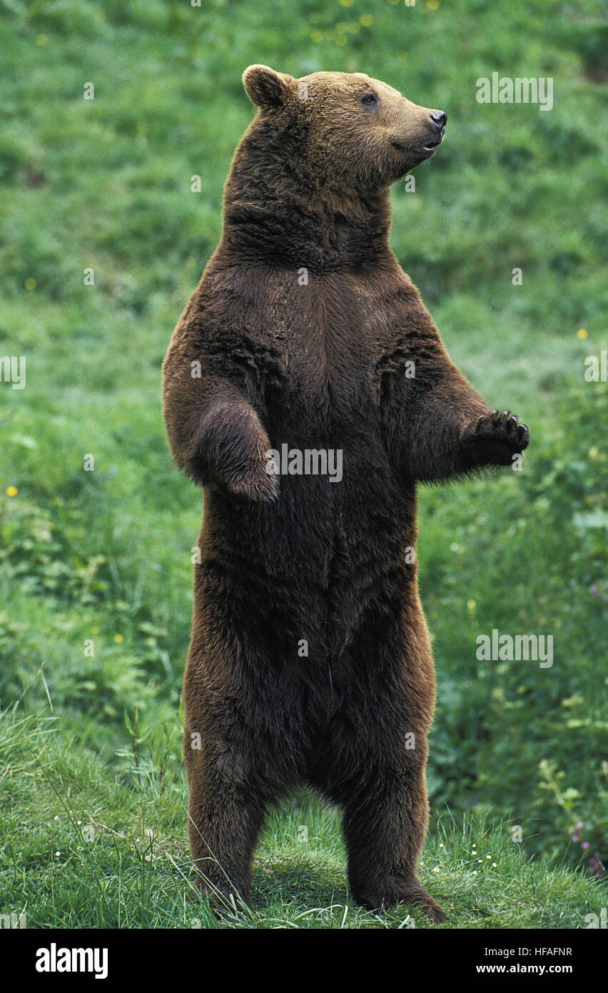 Orso bruno Ursus arctos, adulti in piedi sulle zampe posteriori Foto Stock