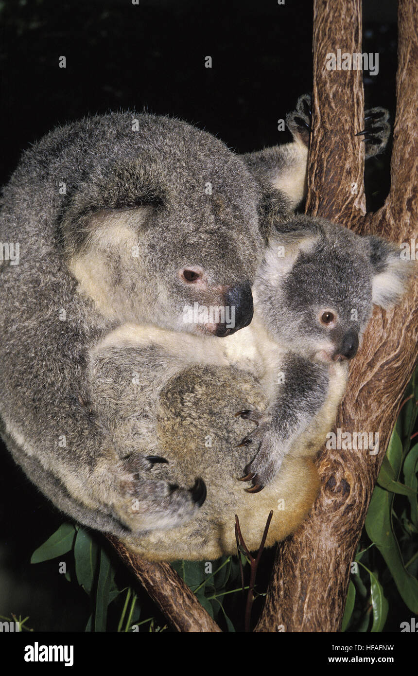 Il Koala, phascolarctos cinereus, Madre e Joey Foto Stock