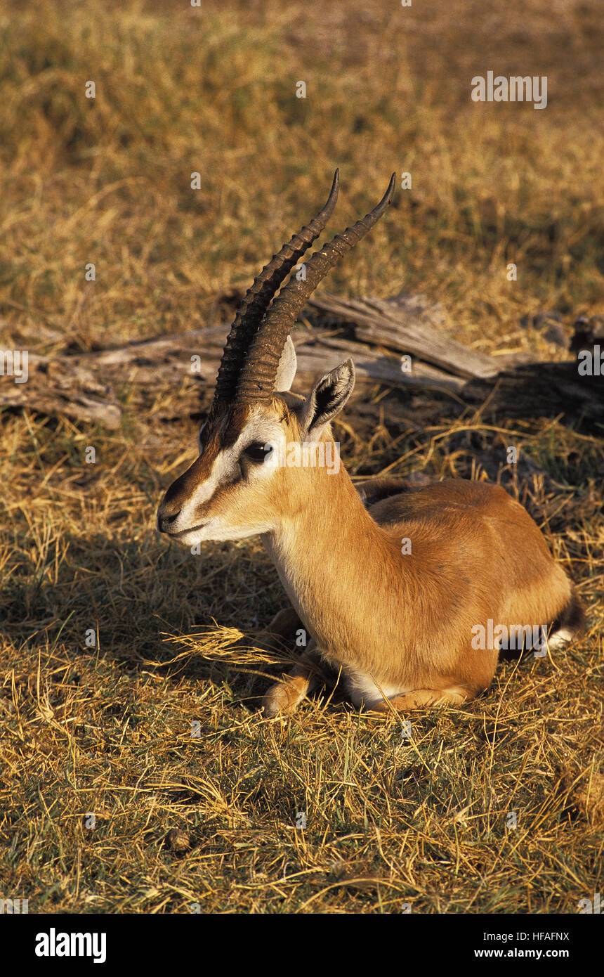 Thomson Gazelle, gazella thomsoni, maschio posa, Masai Mara Park in Kenya Foto Stock