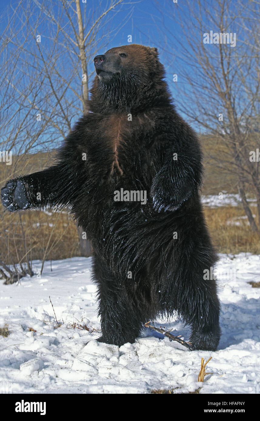 Kodiak Bear Ursus arctos middendorffi, adulti in piedi sulle zampe posteriori, Alaska Foto Stock