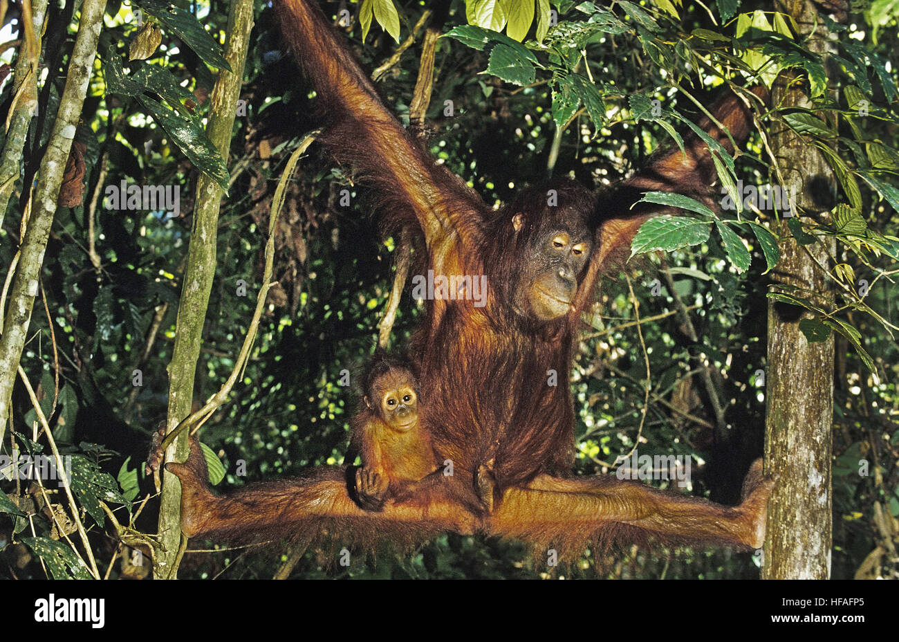 Orang Utan, pongo pygmaeus, Madre e giovani appeso dal ramo, Borneo Foto Stock