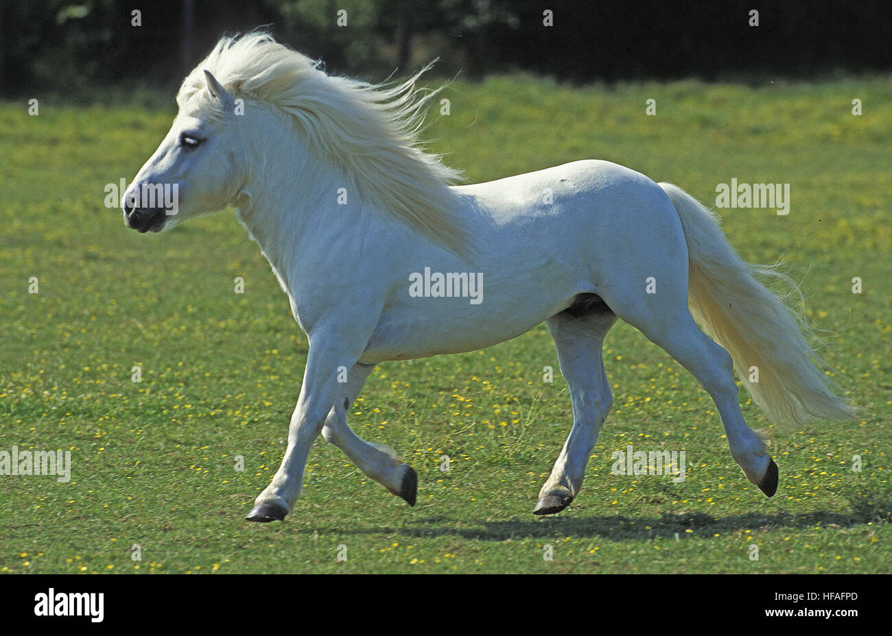 White pony Shetland trotto Foto Stock