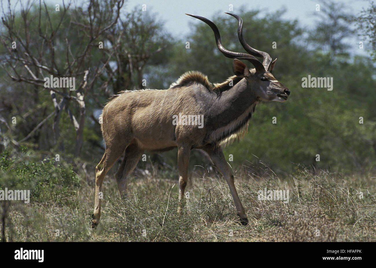 Maggiore Kudu, tragelaphus strepsiceros, maschio, Kenya Foto Stock