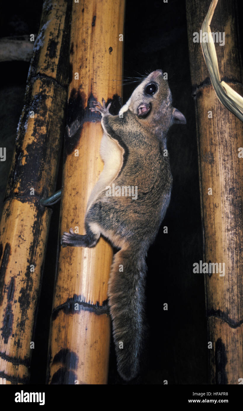 Siberiano lo scoiattolo volante Pteromys volans Foto Stock