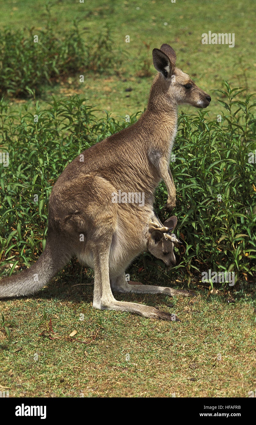 Grigio orientale canguro, macropus giganteus, Madre portando Joey nella sua custodia Foto Stock