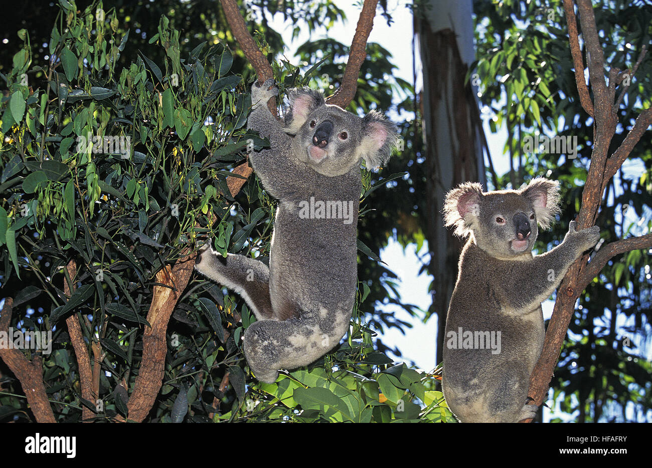 Il Koala, phascolarctos cinereus, adulto appeso dal ramo Foto Stock