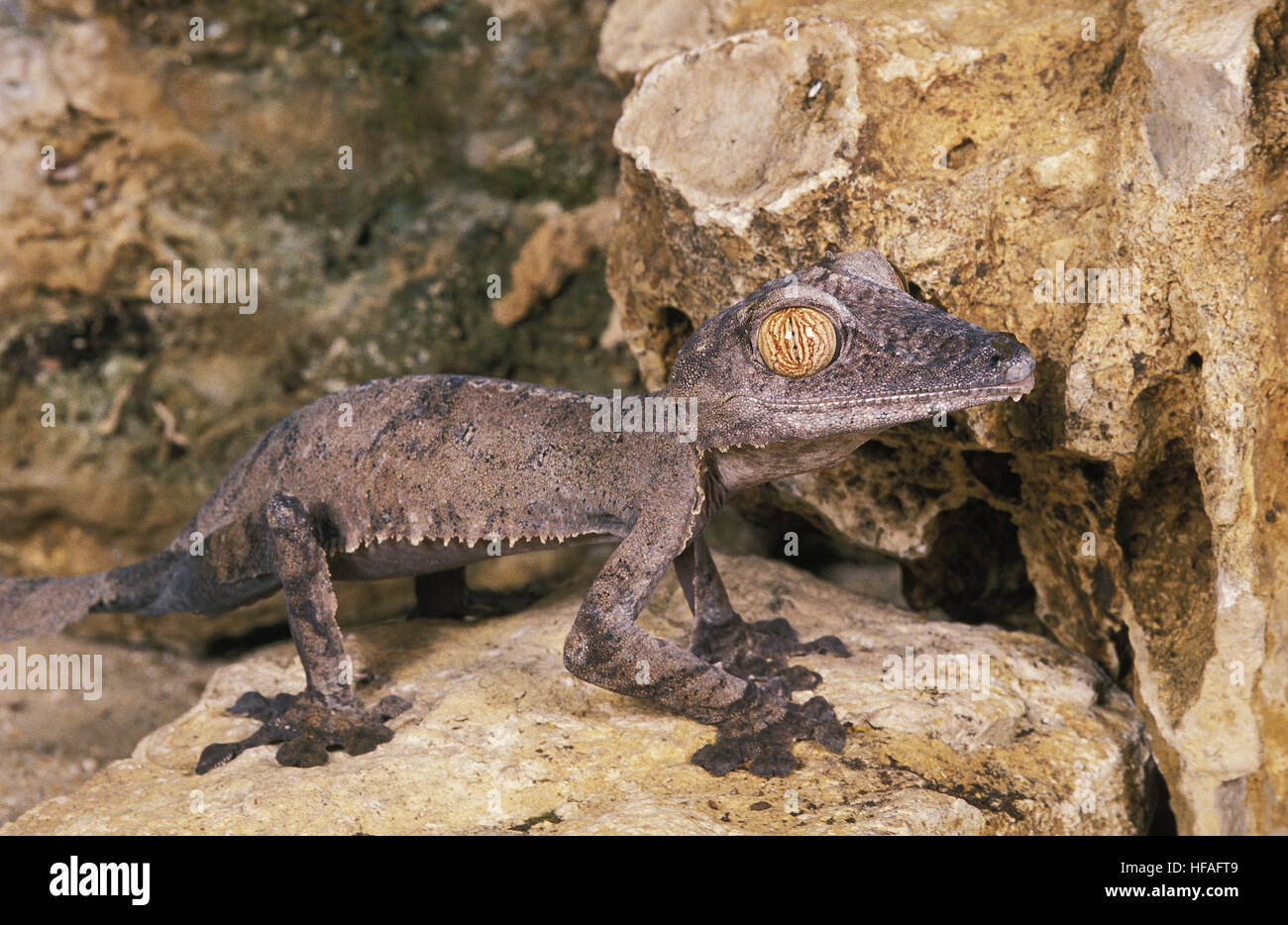 Leaf-Tailed Geco Uroplatus fimbriatus Foto Stock