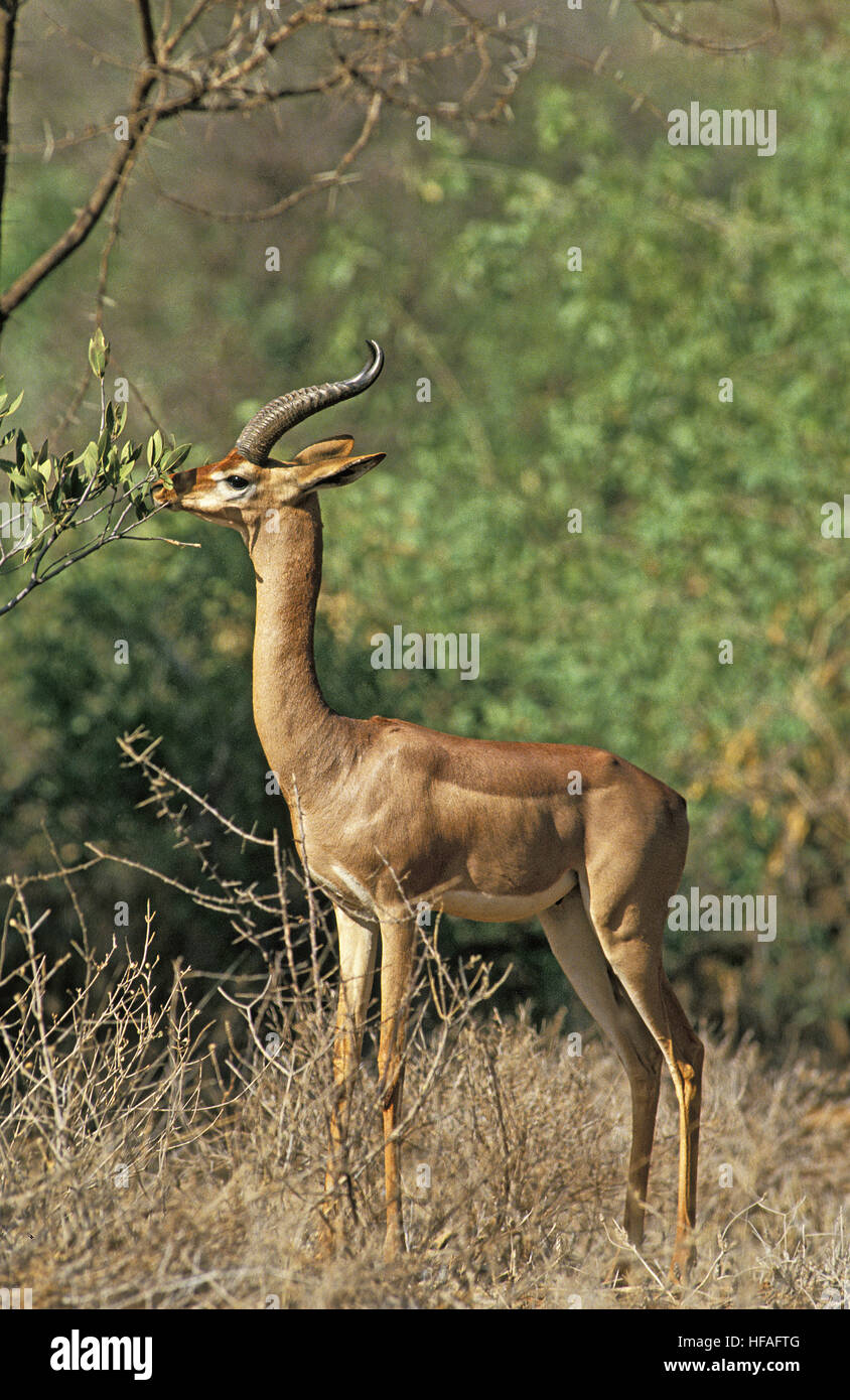 Gerenuk o Waller il gazelle, litocranius walleri, Samburu Park in Kenya Foto Stock