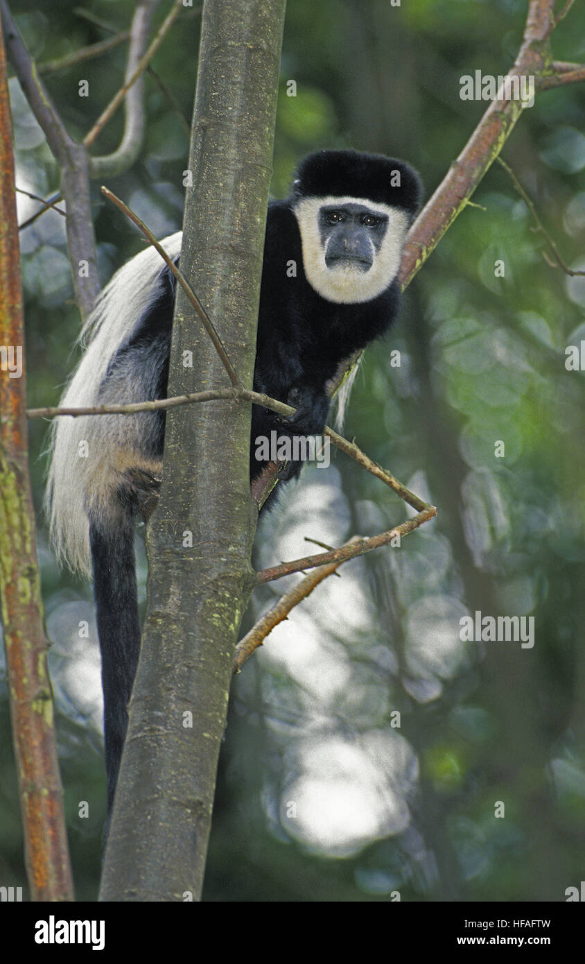 Bianco e Nero Colombus scimmia colobus guereza Foto Stock