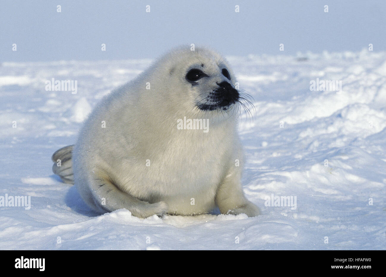 Guarnizione arpa, pagophilus groenlandicus, Pup posa su glaçon, Magdalena isola in Canada Foto Stock