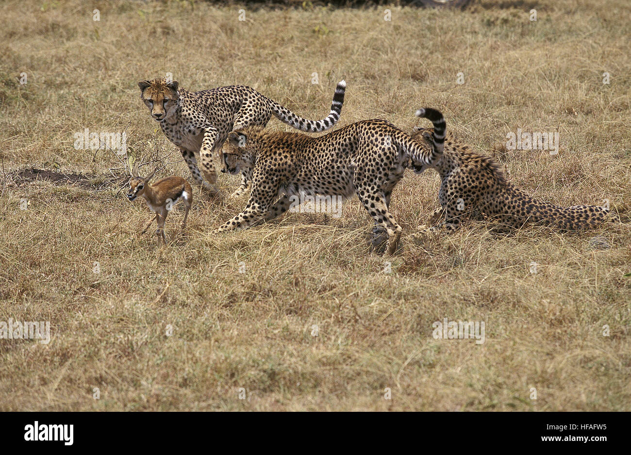 Cheetah, Acinonyx jubatus, Youngs caccia Thomson Gazelle, Masai Mara Park in Kenya Foto Stock