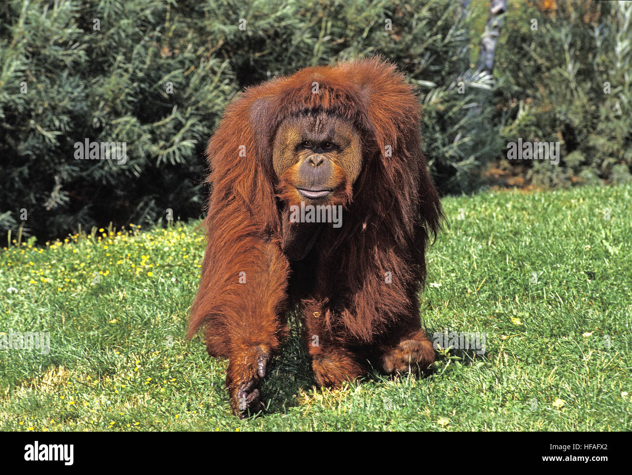 Orang Utan, pongo pygmaeus, maschio Foto Stock