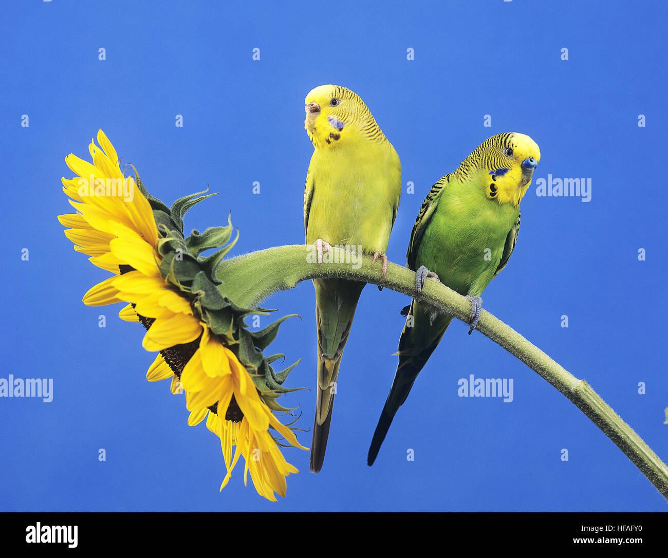 Budgerigar, melopsittacus undulatus, coppia in piedi sul girasole Foto Stock