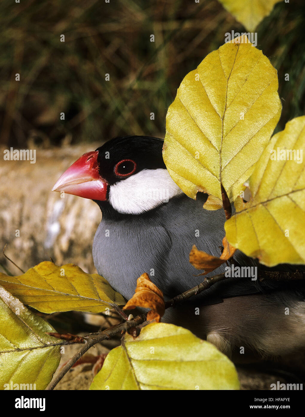 Java Sparrow, padda oryzivora Foto Stock