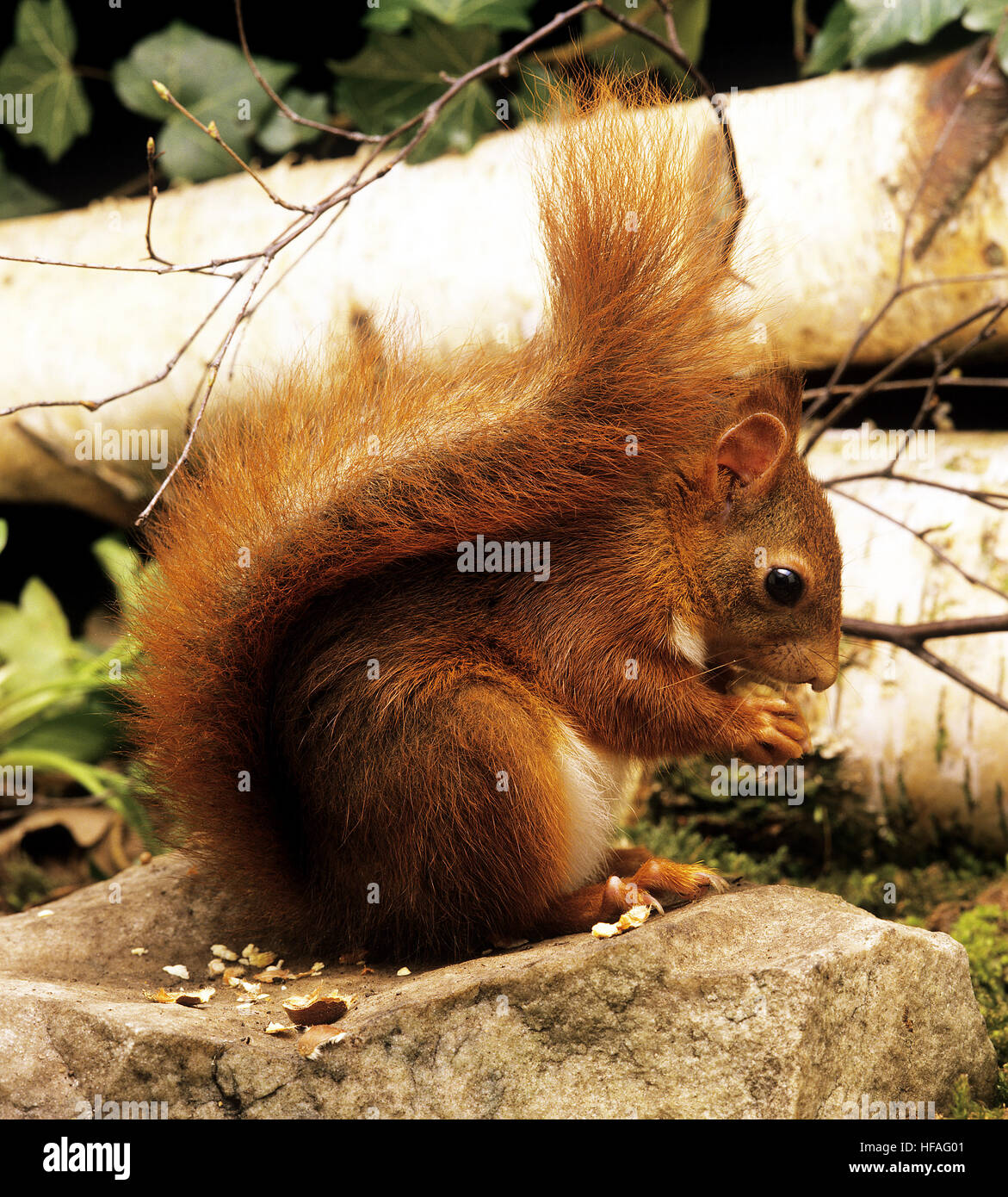 Scoiattolo rosso Sciurus vulgaris, Adulti mangiare Castagna Foto Stock