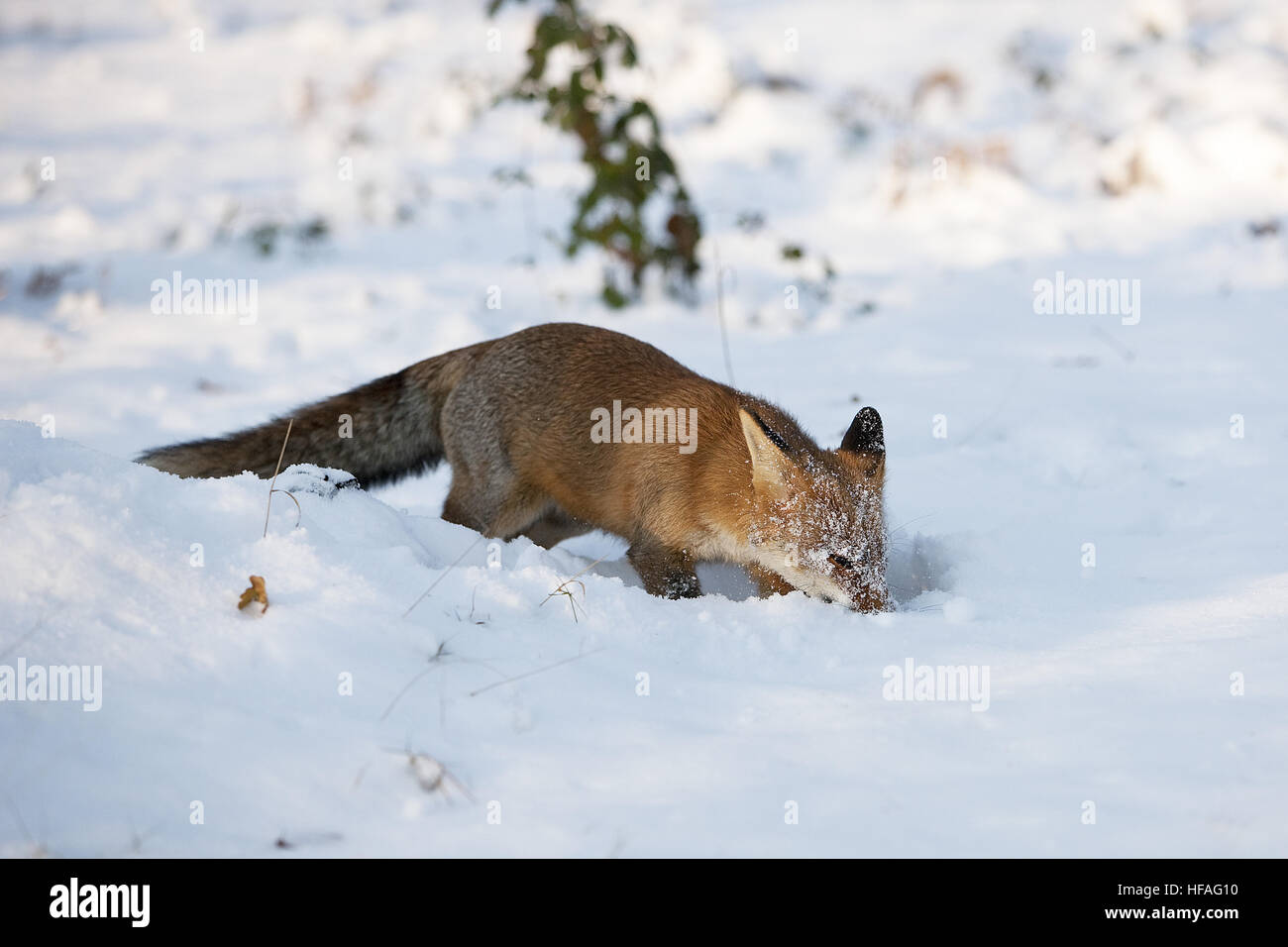 Red Fox, vulpes vulpes, adulto a scavare nella neve, Normandia Foto Stock
