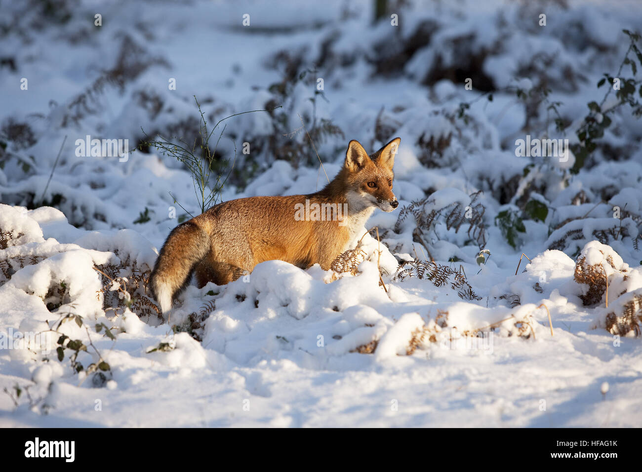 Red Fox, vulpes vulpes, adulti in piedi nella neve, Normandia Foto Stock