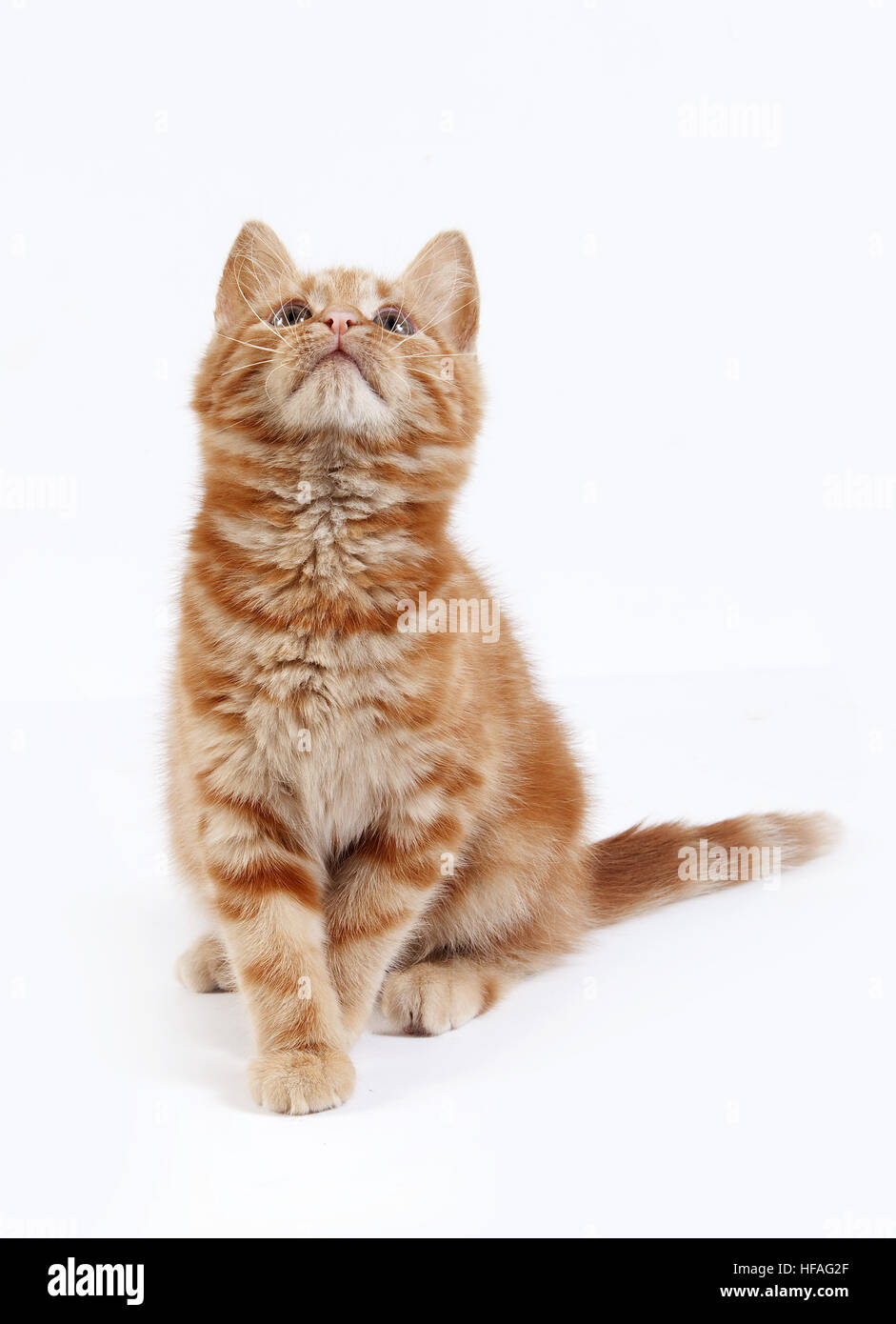 Rosso tabby gatto domestico, gattino contro uno sfondo bianco Foto Stock