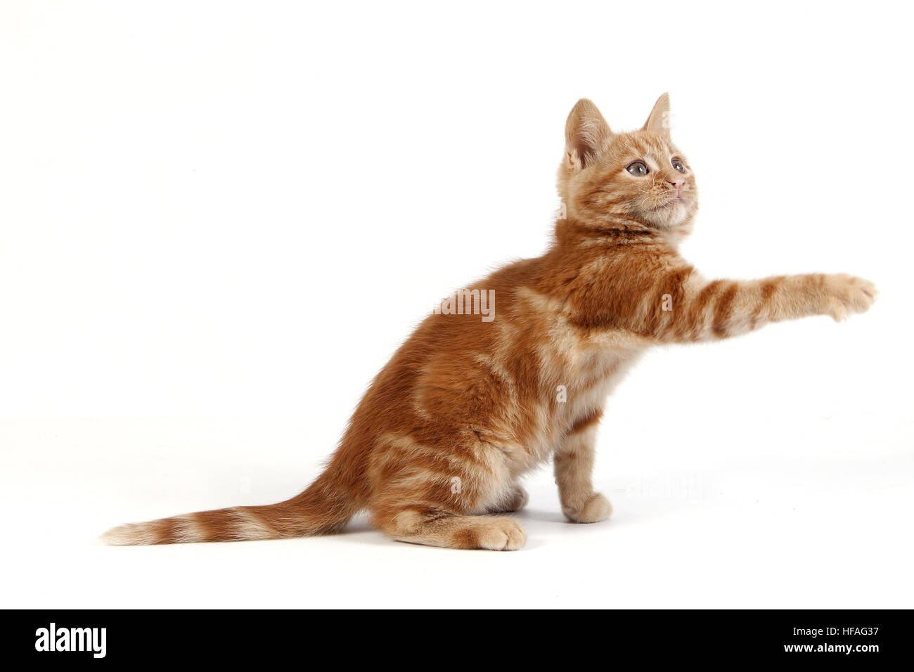 Rosso tabby gatto domestico, gattino giocando contro uno sfondo bianco Foto Stock