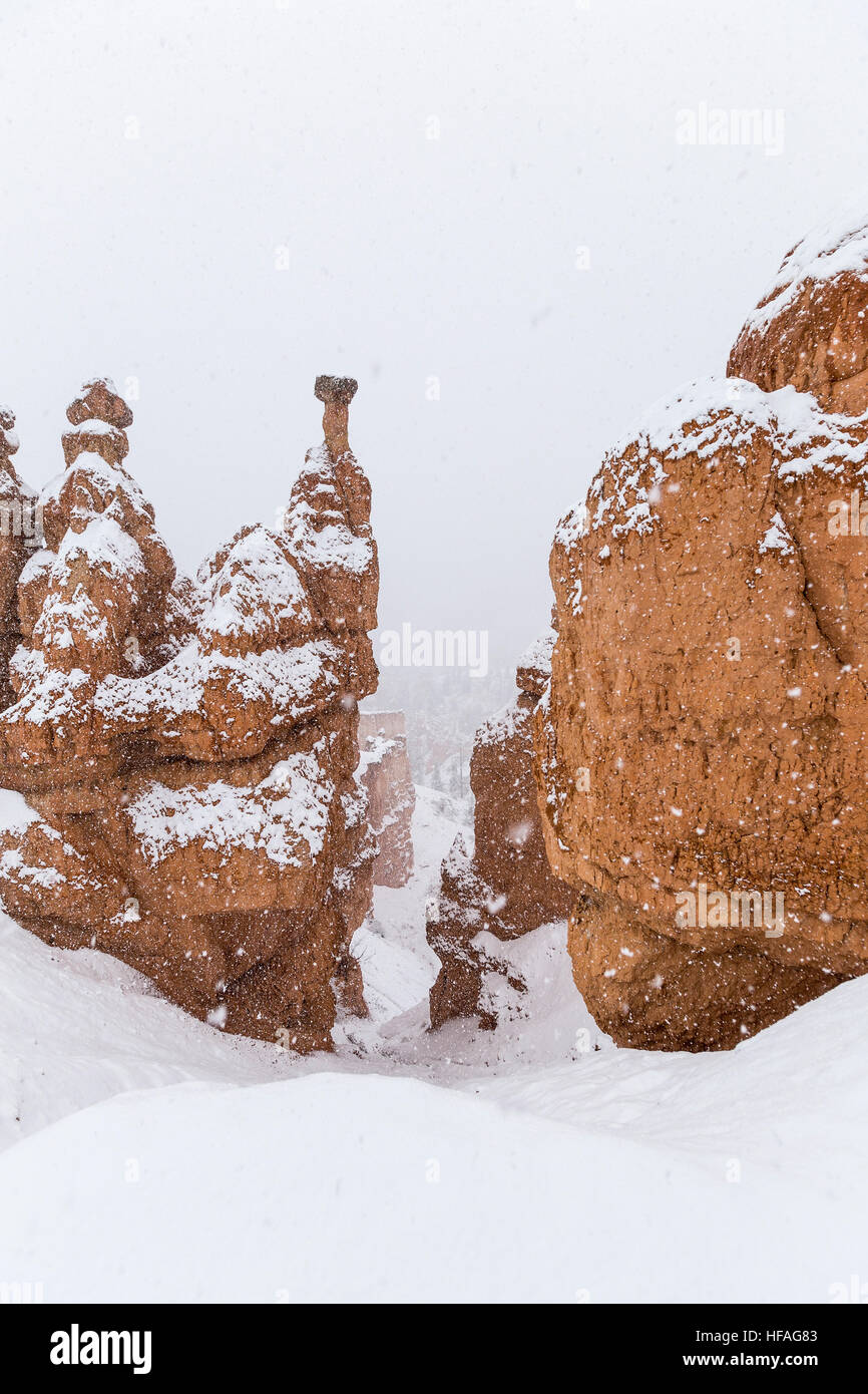 Pesante caduta di neve sulle formazioni Hoodoo a Bryce Canyon National Park nel sud dello Utah. Foto Stock