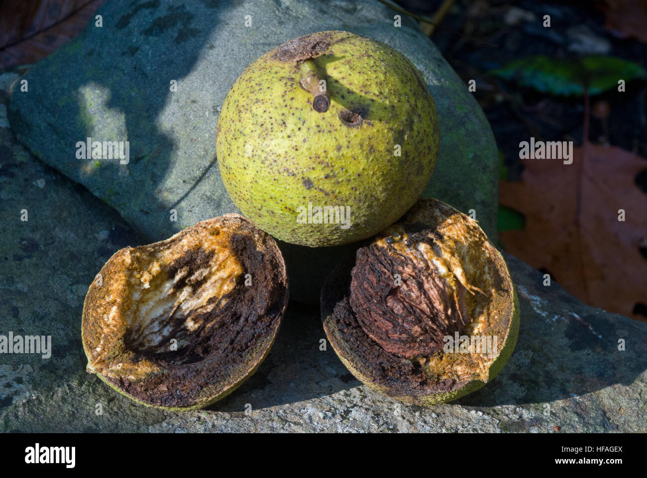 Inglese noci Juglans regia, conkers macro mostra aperta a fette interni ed esterni, Est dentro fuori alleopathic Foto Stock