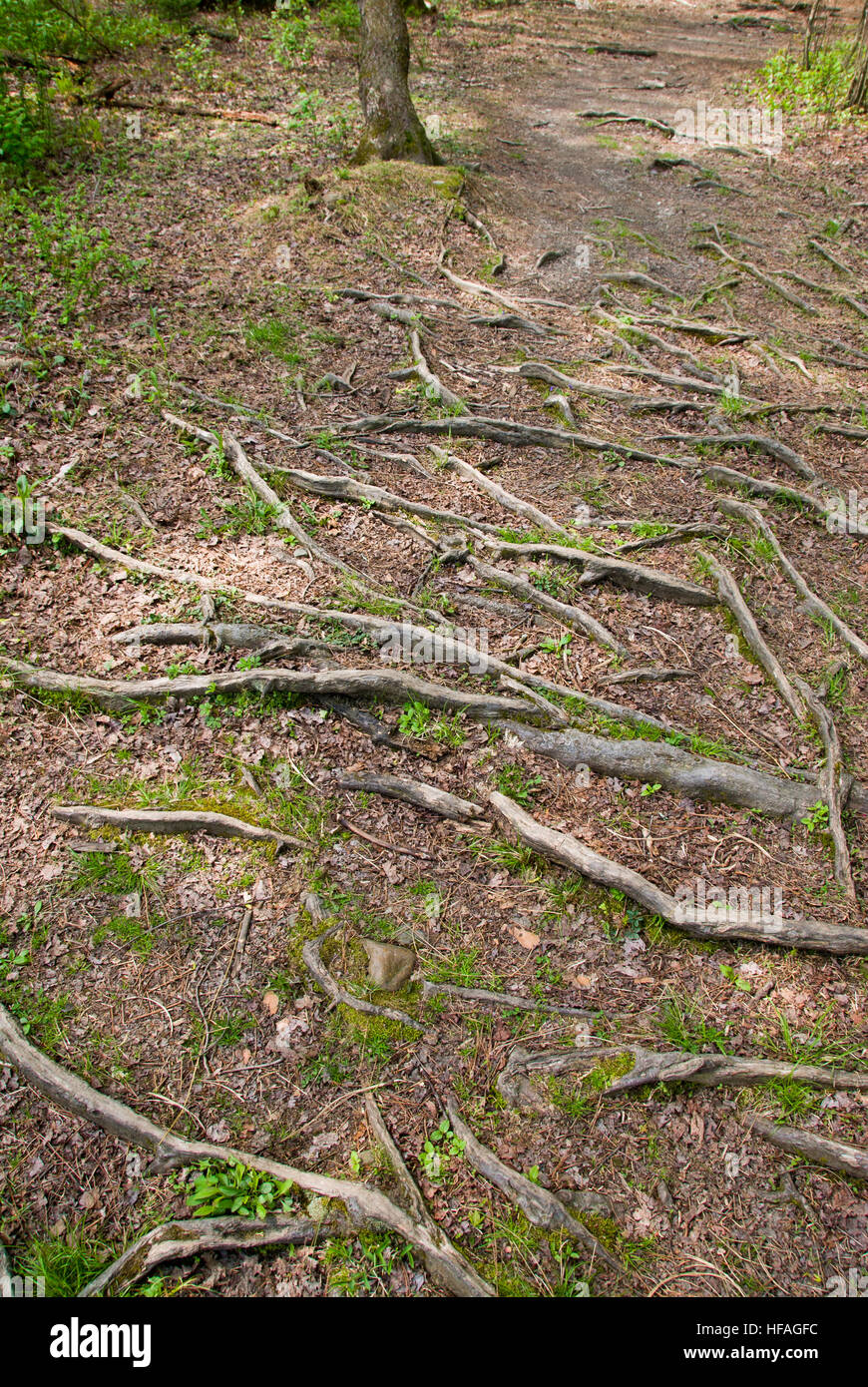 Radici di albero, poco profondi, mostrando al di sopra del suolo, esposte dalle radici della pianta in dry ombra problema giardino terreno, radice SYSTEM Foto Stock