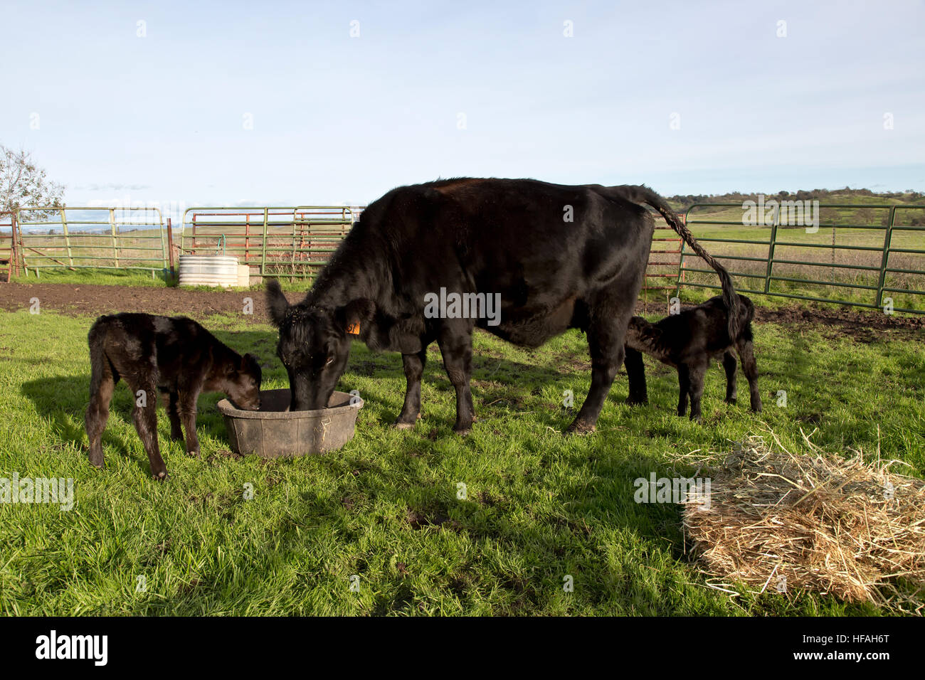 Vacca Angus nera con due vitelli neonati, area recintata. Foto Stock