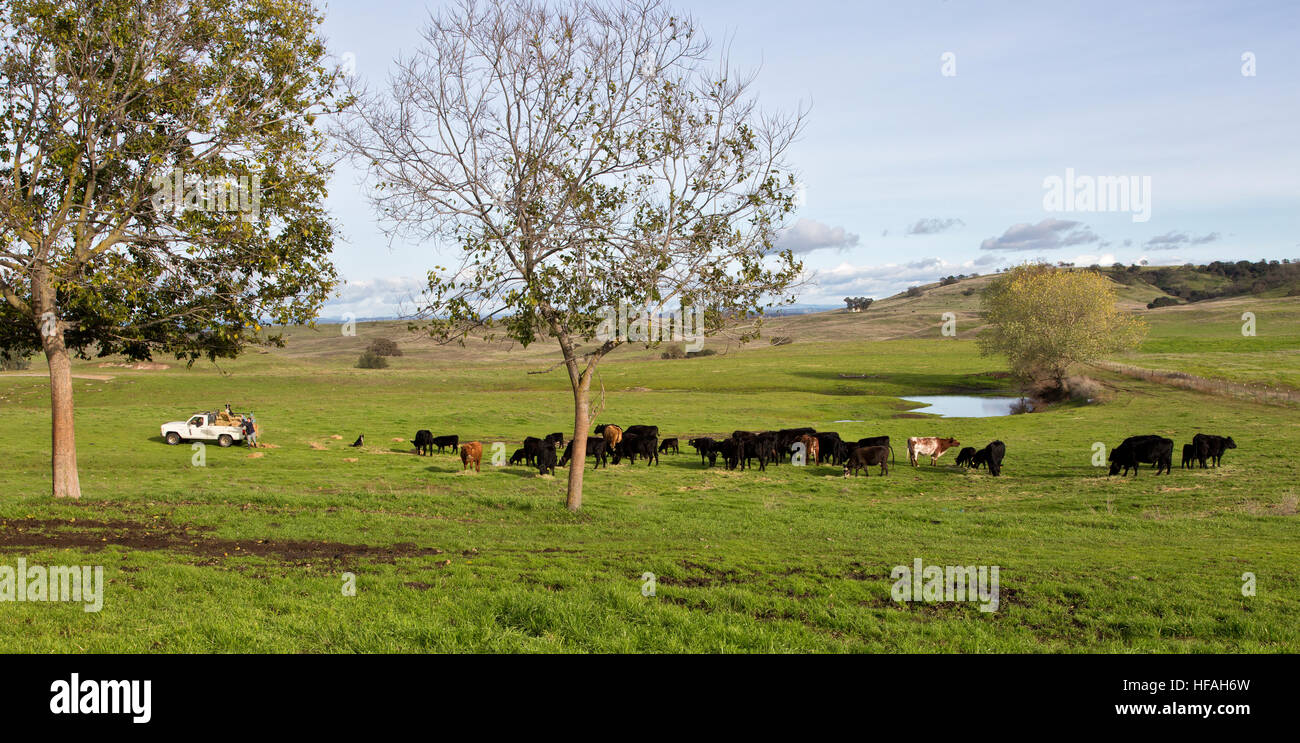 L'agricoltore che alimenta fieno, mesi invernali di bovini da carne. Foto Stock