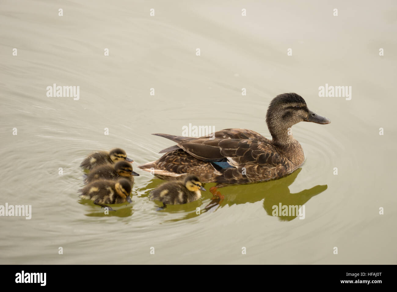 Famiglia Duck Foto Stock