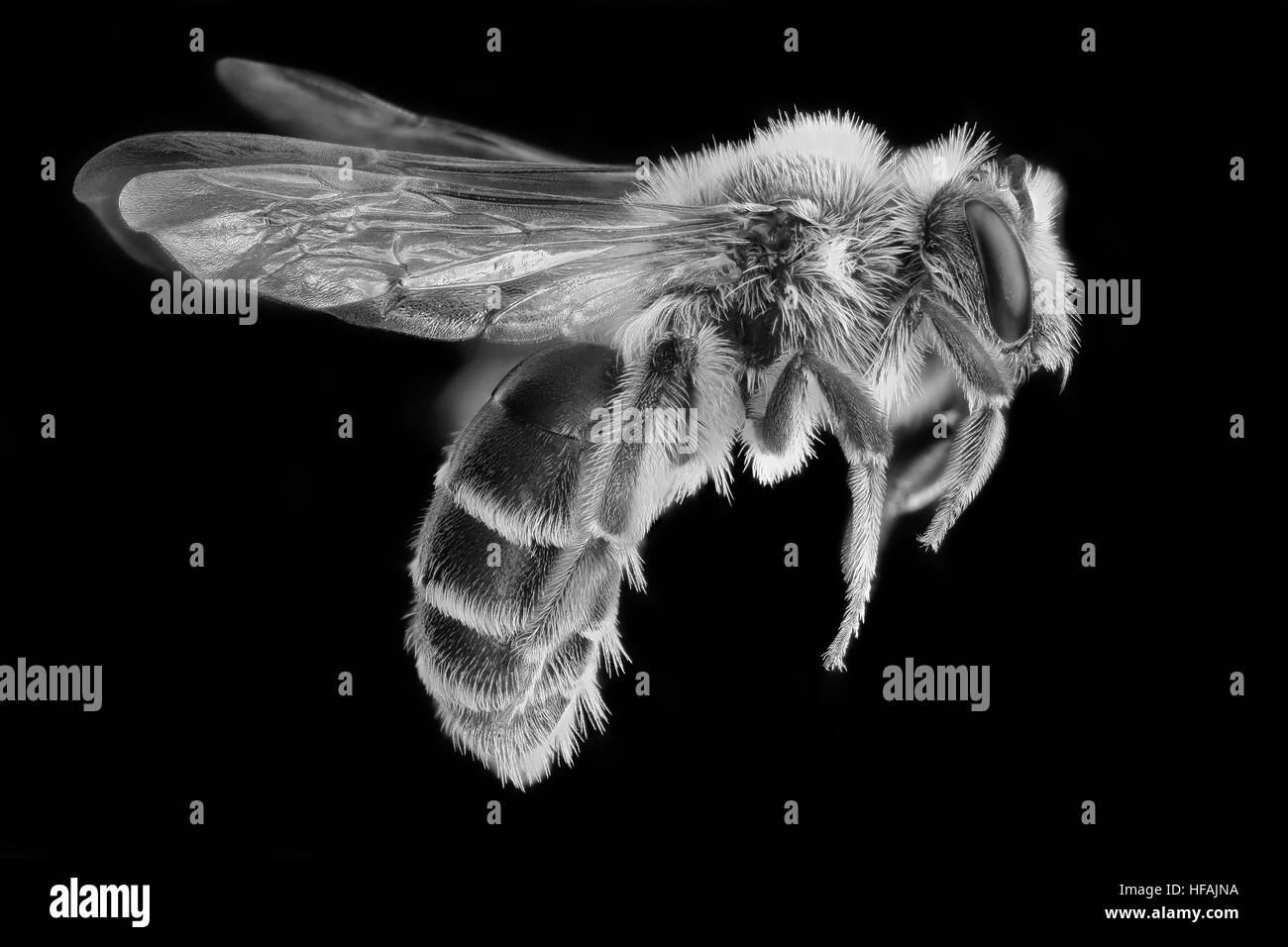 Questa immagine presenta una vista laterale di Andrena arabis, una specie di ape mineraria, catturata a Beltsville, Maryland. Sottolinea le caratteristiche chiave dell’ape e l’importanza ecologica come impollinatore. Foto Stock